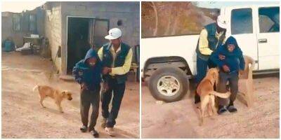 Пёс нашёл своего хозяина и спас его от смерти - mur.tv - Мексика