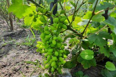 Для чего виноградари со стажем подрезают корни у саженцев винограда перед посадкой: маленькая хитрость - sadogorod.club