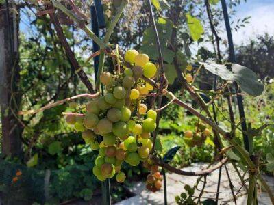 Что опытные дачники никогда не будут использовать для укрытия винограда: и вот почему - sadogorod.club