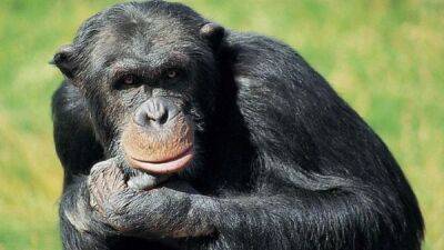 В зоопарке Фурувика в Швеции застрелили трех сбежавших шимпанзе - fokus-vnimaniya.com - Швеция
