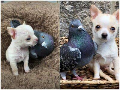 Спасённый голубь стал “нянечкой” для маленького щенка - mur.tv