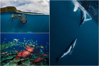 Подводный мир на снимках Жасмин Кэри - porosenka.net - Австралия - Тонга