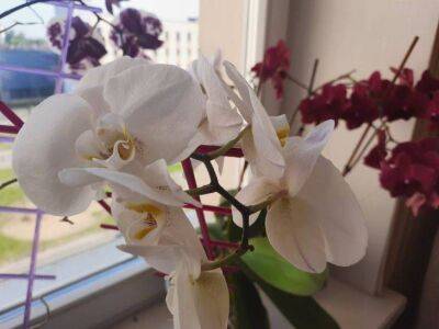 Как ухаживать за кактусами, фиалками и орхидеями зимой: полезные советы - sadogorod.club