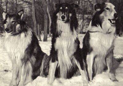 Породы собак, которые были популярны в СССР больше, чем в современном мире - mur.tv - Ссср