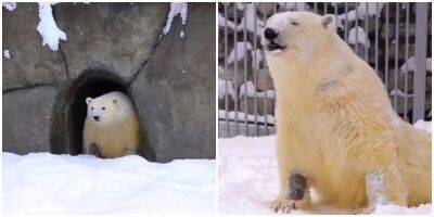 Парализованный белый медведь Диксон увидел снег впервые за 100 дней - mur.tv - Красноярский край