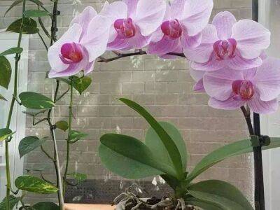Необычный полив орхидеи, чтобы давала стрелку и лучше цвела - sadogorod.club