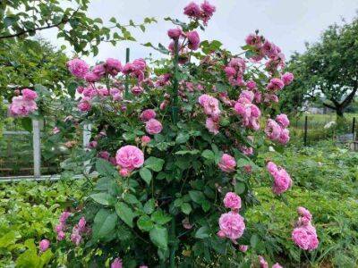 Чем опрыскать розы для умопомрачительного цветения: этим методом пользуются на плантациях - sadogorod.club