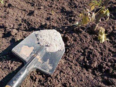 Как правильно раскислить почву в огороде весной: 2 важных момента - sadogorod.club