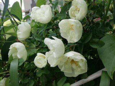 Что делать, если желтеет комнатная роза: условия содержания растения - sadogorod.club