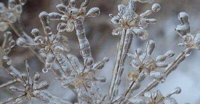 ФОТО. Ледяной дождь превратил полевые растения в сказочные цветы - sadogorod.club