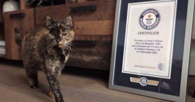 Кошка-долгожитель Флосси попала в книгу рекордов Гиннеса, дожив до 26 лет и 316 дней - cpykami.ru - Англия