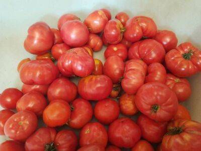 Анастасия Коврижных - Кистевые сорта томатов: для дачников, которые хотят попробовать что-то новенькое - sadogorod.club