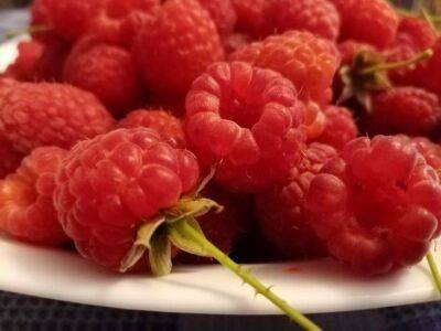 Как ухаживать за ремонтантной малиной, чтобы вырастить крупные ягоды: советы от обрезки до подкормки - sadogorod.club