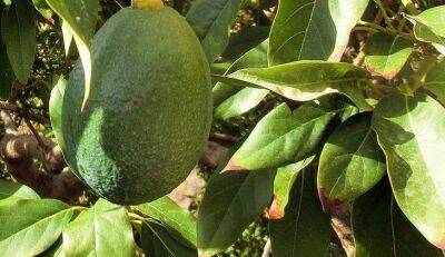3 распространенные ошибки в выращивании авокадо, из-за которых сохнут и чернеют листья - sadogorod.club