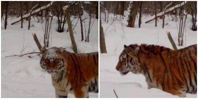 В Хабаровском крае фотоловушка засняла тигрицу и её хулигана-сыночка - mur.tv - Хабаровский край