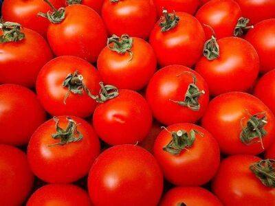 Анастасия Коврижных - ТОП-3 сорта ранних томатов, которые можно выращивать в открытом грунте - sadogorod.club