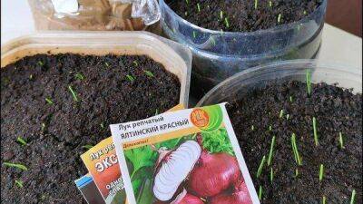 Как вырастить репчатый лук из семян: сроки посадки и правила выращивания - sadogorod.club