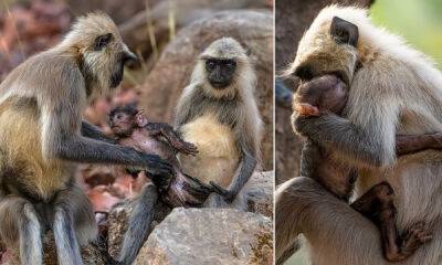 Нежный момент: мать-обезьяна передает своего новорожденного ребенка прямо в руки его любящего отца - porosenka.net - Индия