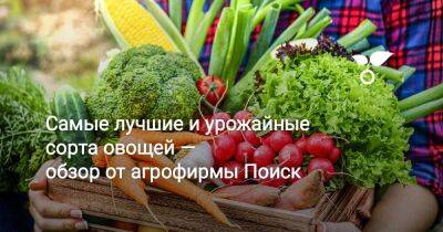 Самые лучшие и урожайные сорта овощей и зелени — обзор от агрофирмы «Поиск» - sadogorod.club