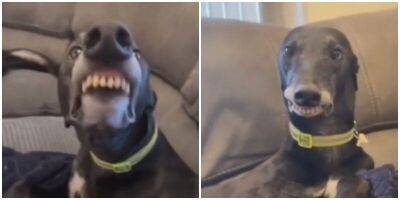 Самая неискренняя улыбка собаки попала на видео - mur.tv