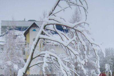 Нужно ли обрезать плодовые деревья зимой: за и против - sadogorod.club