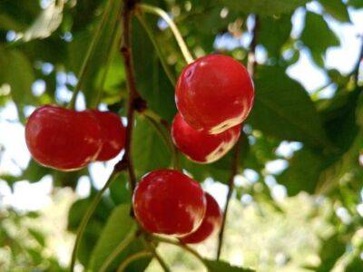 Анастасия Коврижных - Удобрение для вишни, после которого ветви будут ломиться от ягод: когда и как подкармливать дерево - sadogorod.club