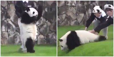 Панда попыталась сбежать от сотрудников зоопарка и пожалела - mur.tv - Китай