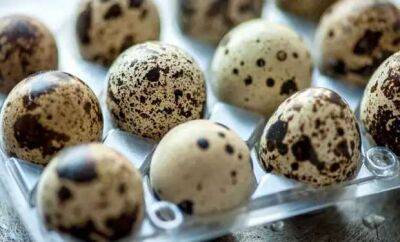 Яйца с фермы: сравниваем пользу перепелиных с куриными - lublusebya.ru