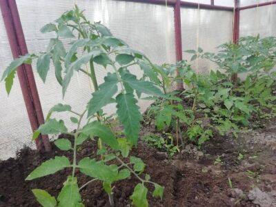 Как получить новый урожай помидоров из старого: фишка продвинутых огородников - sadogorod.club