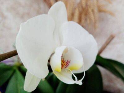 Анастасия Коврижных - Керамический, пластиковый или стеклянный: какой горшок для орхидеи выбрать - sadogorod.club