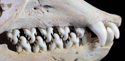Как зубы появились у животных? - chert-poberi.ru