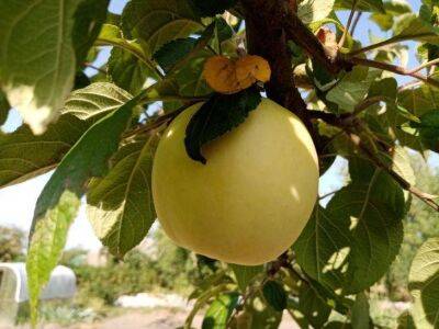 Как спасти яблоню и заставить ее плодоносить: проверенные способы - sadogorod.club
