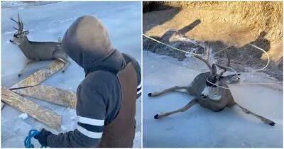 Неравнодушные люди спасли оленя, попавшего в беду - mur.tv
