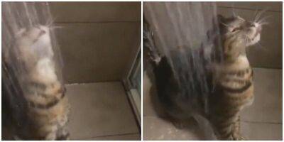 Это какой-то неправильный кот: хвостатый принимает душ с удовольствием - mur.tv