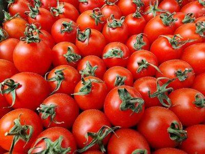 Почему томаты трескаются: 5 основных причин - sadogorod.club