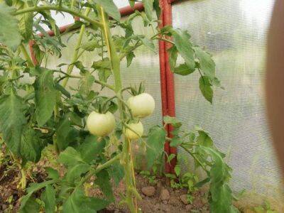 Анастасия Коврижных - Не выбрасывайте томатные пасынки – это отличная основа для ценного удобрения - sadogorod.club