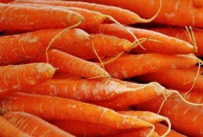 Как хранить морковь в холодильнике, чтобы не морщилась и не вяла - sadogorod.club