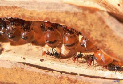 Вы точно не слышали про муравьиный мёд - chert-poberi.ru - Австралия - Мексика - Юар