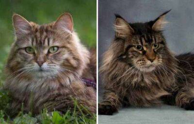 Мейн-кун и сибирская кошка: 5 важных отличий пород, о которых стоит помнить перед выбором - milayaya.ru
