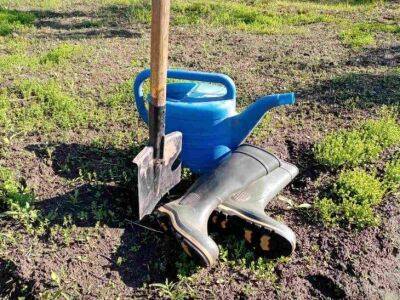 Садоводы с 10-летним стажем всегда добавляют щепотку «странного» удобрения при посадке рассады: урожай удивит всех соседей - sadogorod.club