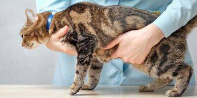 Атаксия у кошек: симптомы, причины и лечение - mur.tv