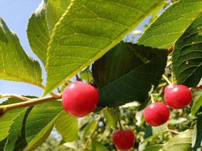 Когда приступать к обрезке плодовых деревьев весной: советы, что сберегут урожай - sadogorod.club