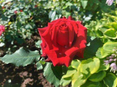 Как подготовить розы к зимовке: советы, которые удивят даже опытных садоводов - sadogorod.club