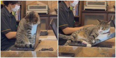 “Бросай работу!”: котик, совсем не стесняясь, улёгся на ноутбук хозяина - mur.tv