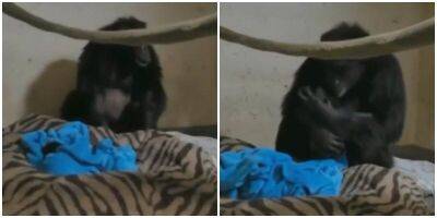 Мама-шимпанзе увидела своего малыша, который чудом выжил - mur.tv - штат Канзас