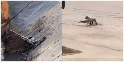 Экскаваторщик спас щенка из водостока - mur.tv - Китай