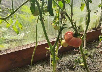 Чем полить томаты с темными пятнами в теплице, чтобы не заболели остальные - sadogorod.club