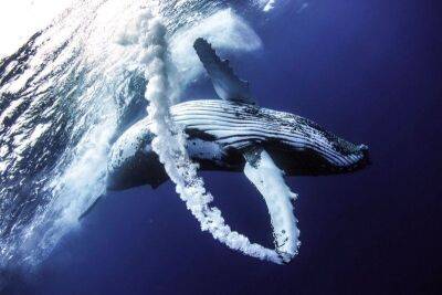Мощь и красота: 14 удивительных фотографий горбатых китов - mur.tv