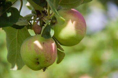 Молодая яблоня растет, но не плодоносит 5-7 лет: спилить или подождать. Советы биологов - sadogorod.club
