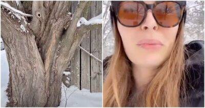 Девушка нашла в дереве спящую сову - mur.tv